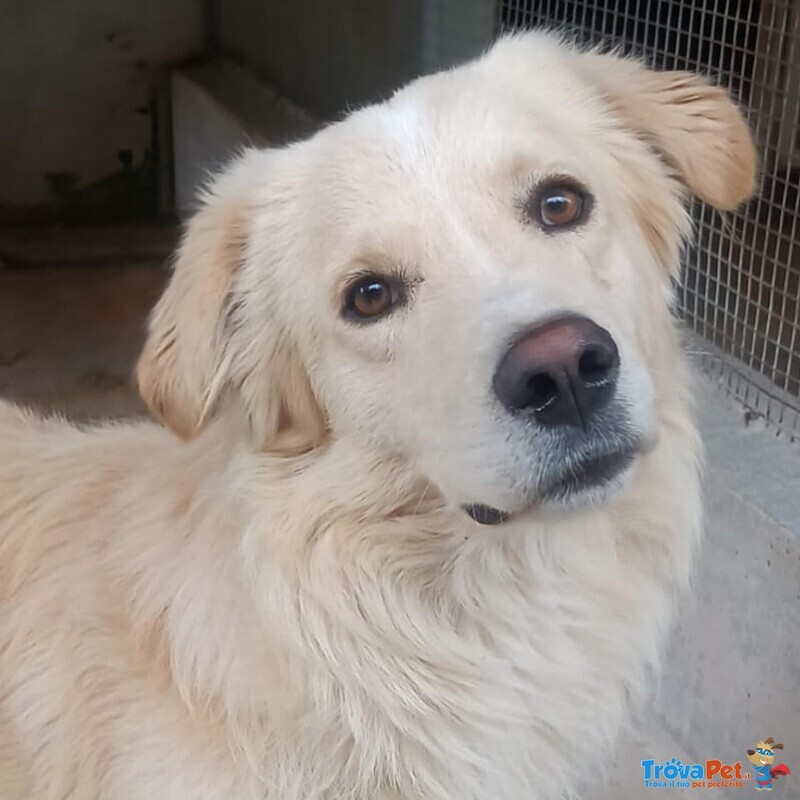 Sun Bellissimo mix Golden Retriever 4 anni Cerca Adozione - Foto n. 2
