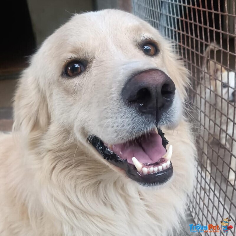Sun Bellissimo mix Golden Retriever 4 anni Cerca Adozione - Foto n. 3