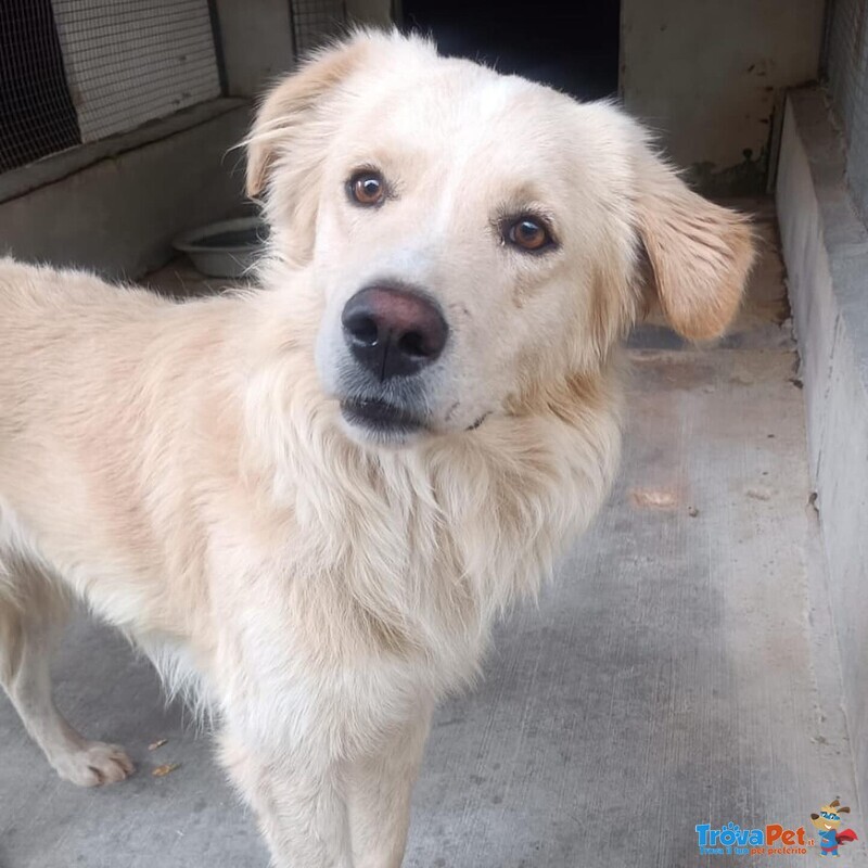 Sun Bellissimo mix Golden Retriever 4 anni Cerca Adozione - Foto n. 4