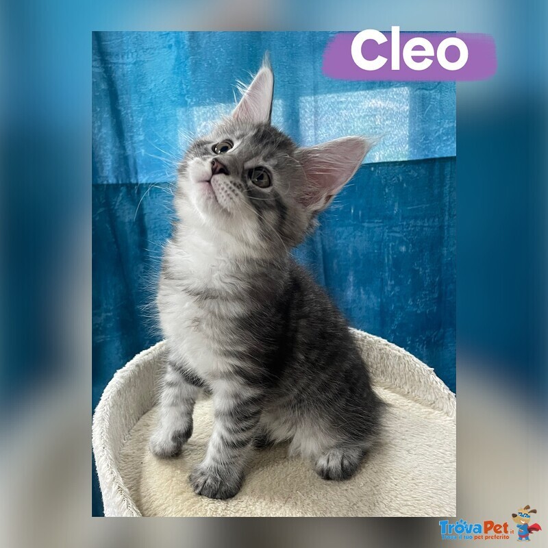 Dolcissimi Cuccioli di Maine coon con Pedigree - Foto n. 2