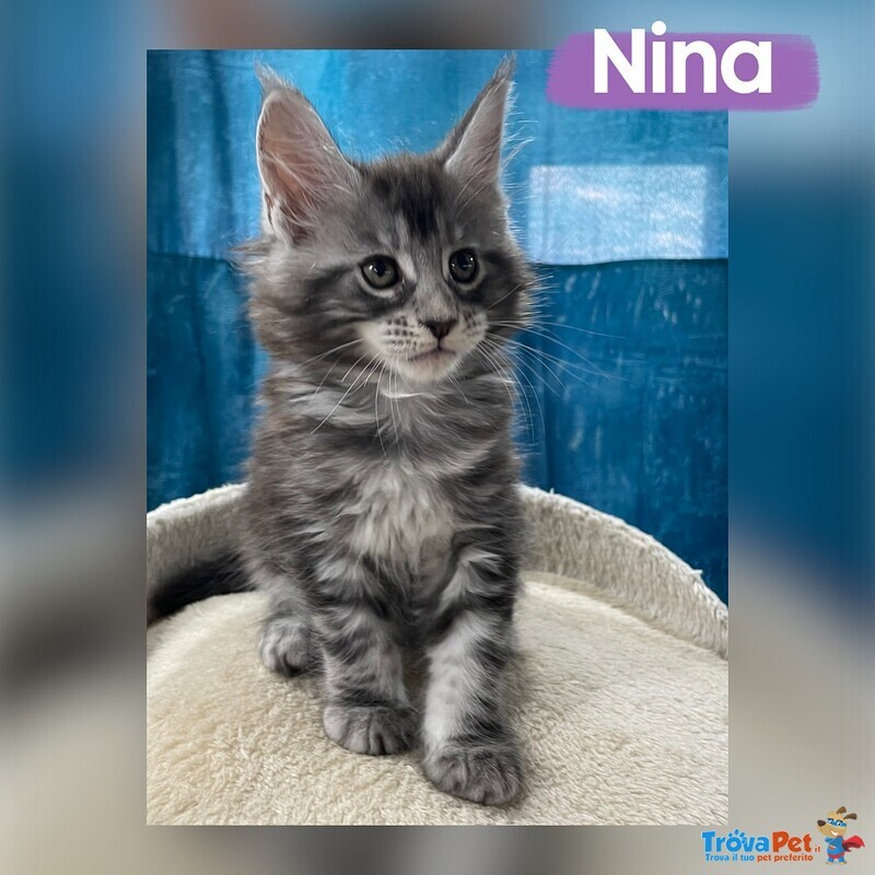 Dolcissimi Cuccioli di Maine coon con Pedigree - Foto n. 3