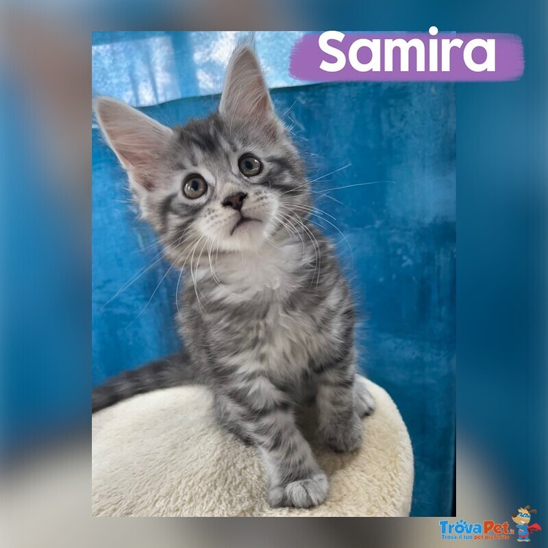 Dolcissimi Cuccioli di Maine coon con Pedigree - Foto n. 4
