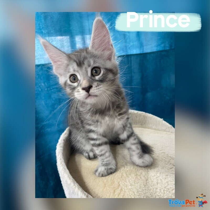 Dolcissimi Cuccioli di Maine coon con Pedigree - Foto n. 5