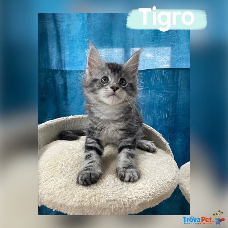 Dolcissimi Cuccioli di Maine coon con Pedigree - Foto n. 6