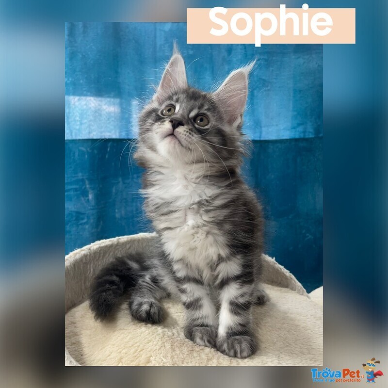 Dolcissimi Cuccioli di Maine coon con Pedigree - Foto n. 7