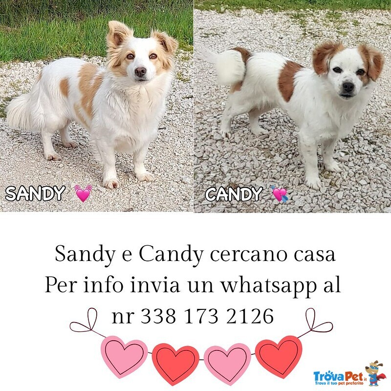 Sandy e Candy Dolci Cagnoline Cercano casa - Taglia Piccola! - Foto n. 1