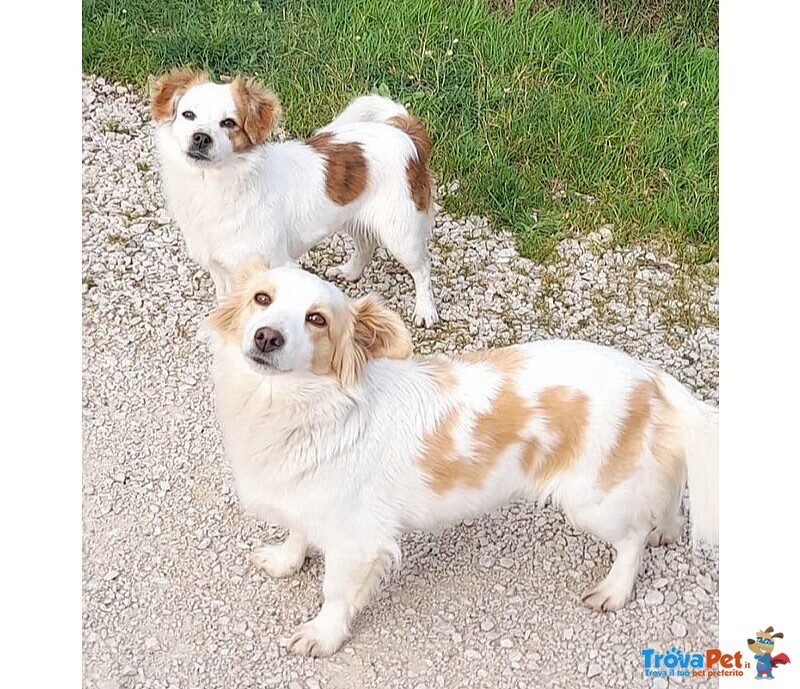 Sandy e Candy Dolci Cagnoline Cercano casa - Taglia Piccola! - Foto n. 2