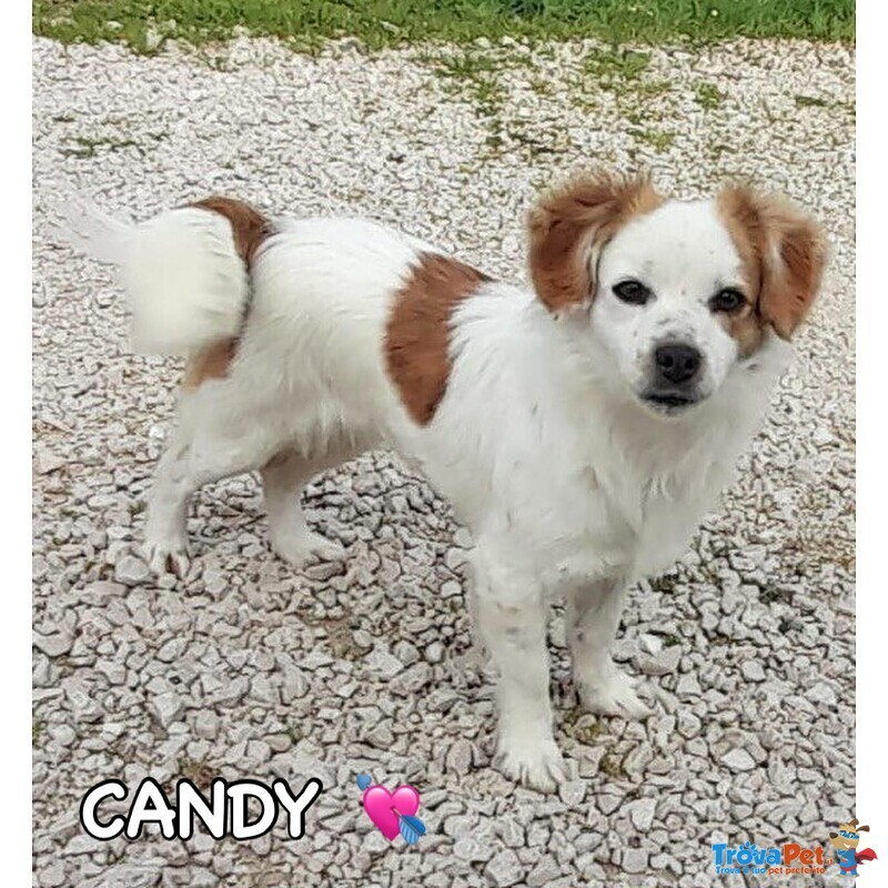Sandy e Candy Dolci Cagnoline Cercano casa - Taglia Piccola! - Foto n. 3