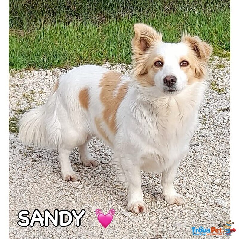 Sandy e Candy Dolci Cagnoline Cercano casa - Taglia Piccola! - Foto n. 4