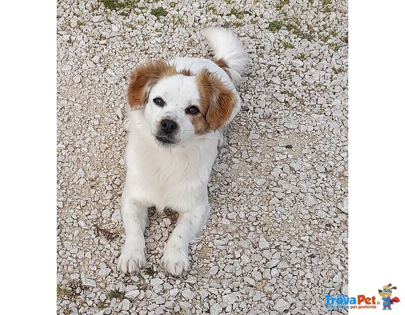 Sandy e Candy Dolci Cagnoline Cercano casa - Taglia Piccola! - Foto n. 5
