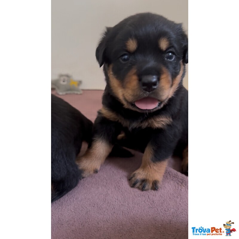 Cucciolo di Rottweiler con Pedigree: Spank – il Pacioccone Della Cucciolata - 💜 - Foto n. 1
