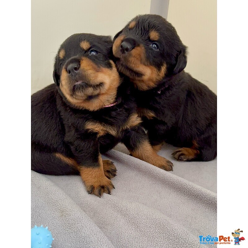 Cucciolo di Rottweiler con Pedigree: Spank – il Pacioccone Della Cucciolata - 💜 - Foto n. 2