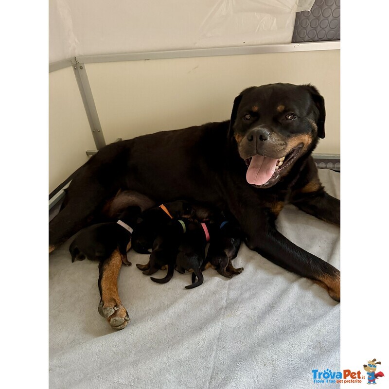 Cucciolo di Rottweiler con Pedigree: Spank – il Pacioccone Della Cucciolata - 💜 - Foto n. 3