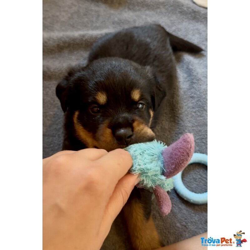 Cucciolo di Rottweiler con Pedigree: Azzurro – il Gigante Tenero 💙 - Foto n. 1