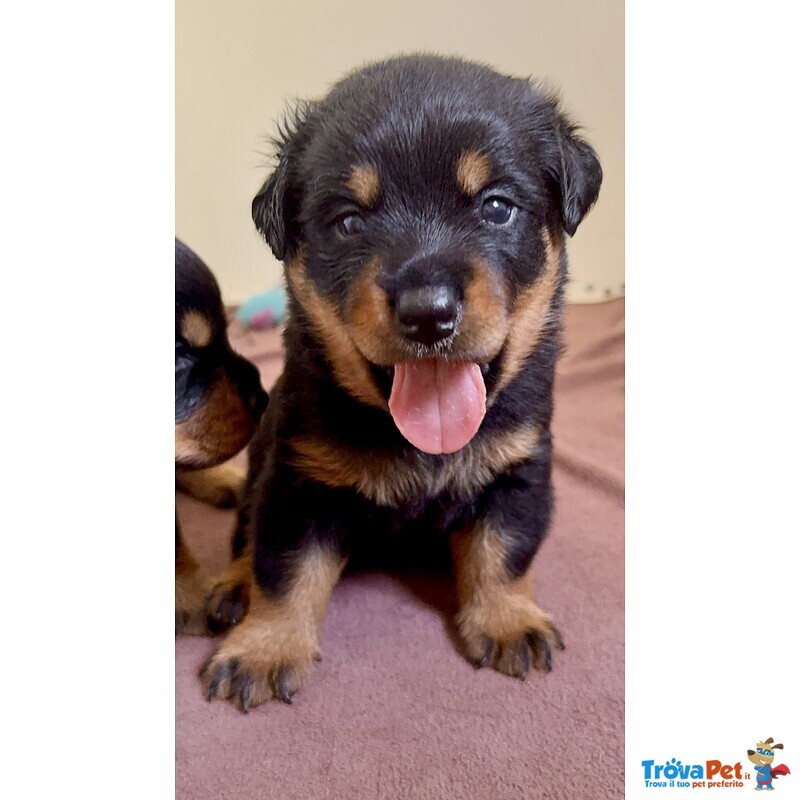 Cucciolo di Rottweiler con Pedigree: Azzurro – il Gigante Tenero 💙 - Foto n. 2