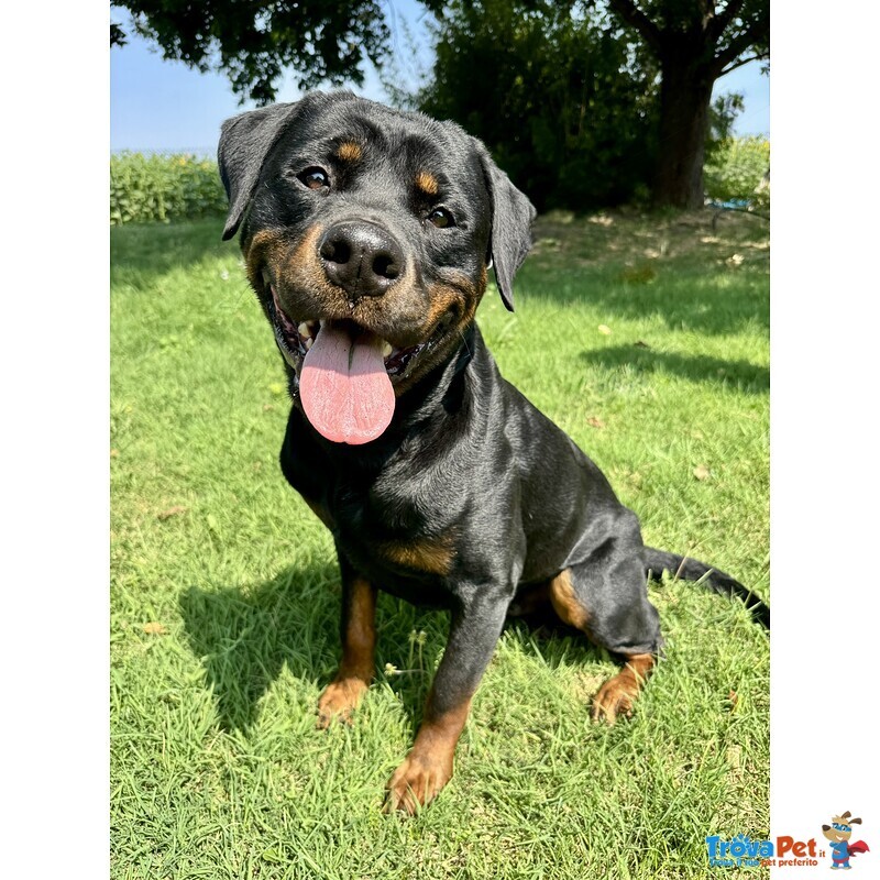 Cucciolo di Rottweiler con Pedigree: Azzurro – il Gigante Tenero 💙 - Foto n. 4