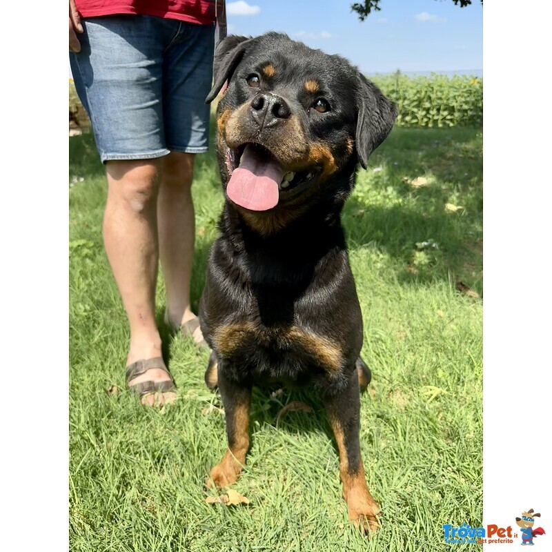 Cucciolo di Rottweiler con Pedigree: Azzurro – il Gigante Tenero 💙 - Foto n. 5