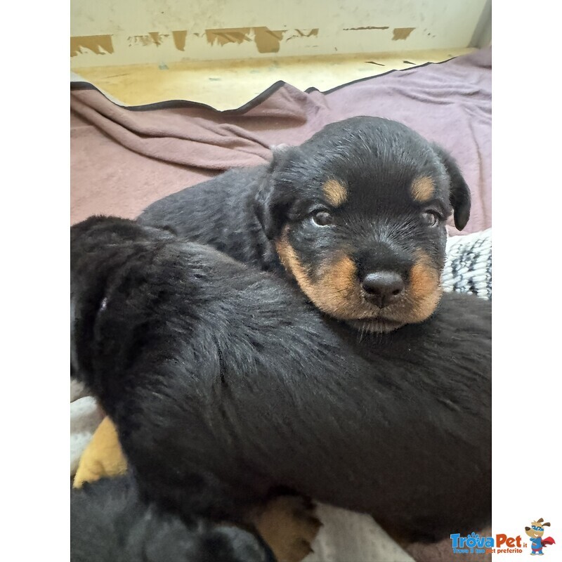 Cucciolo di Rottweiler con Pedigree: blu – L’esploratrice Instancabile 💙 - Foto n. 2