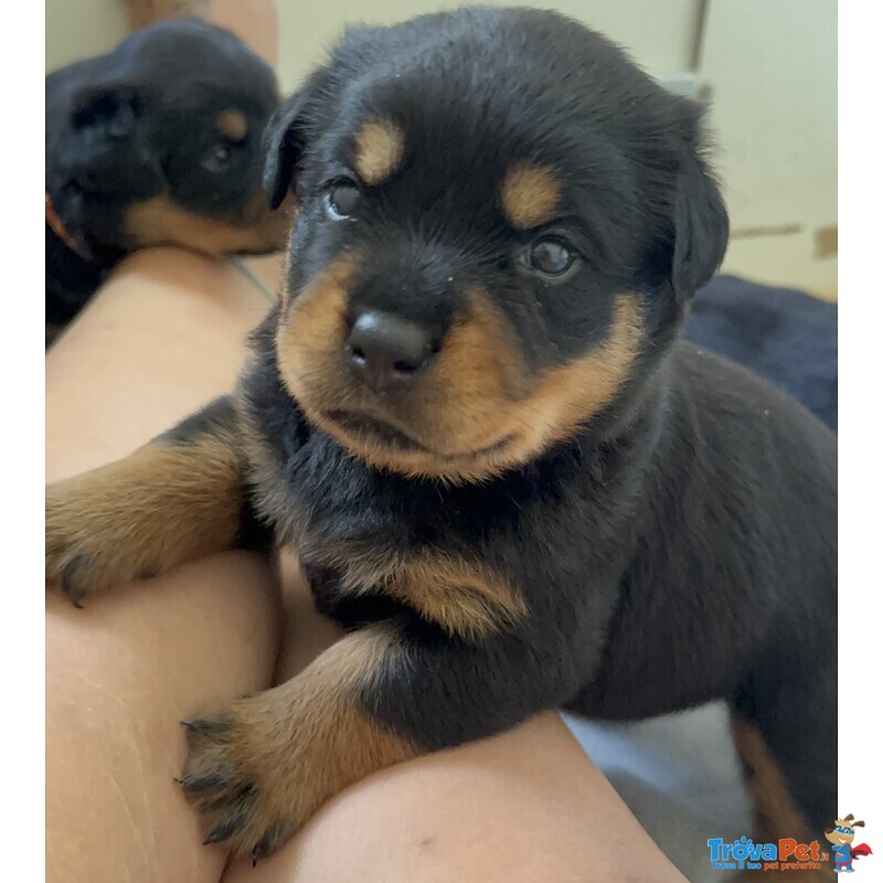 Cucciolo di Rottweiler con Pedigree: Guendalina – la Piccola Leader 🌸 - Foto n. 1