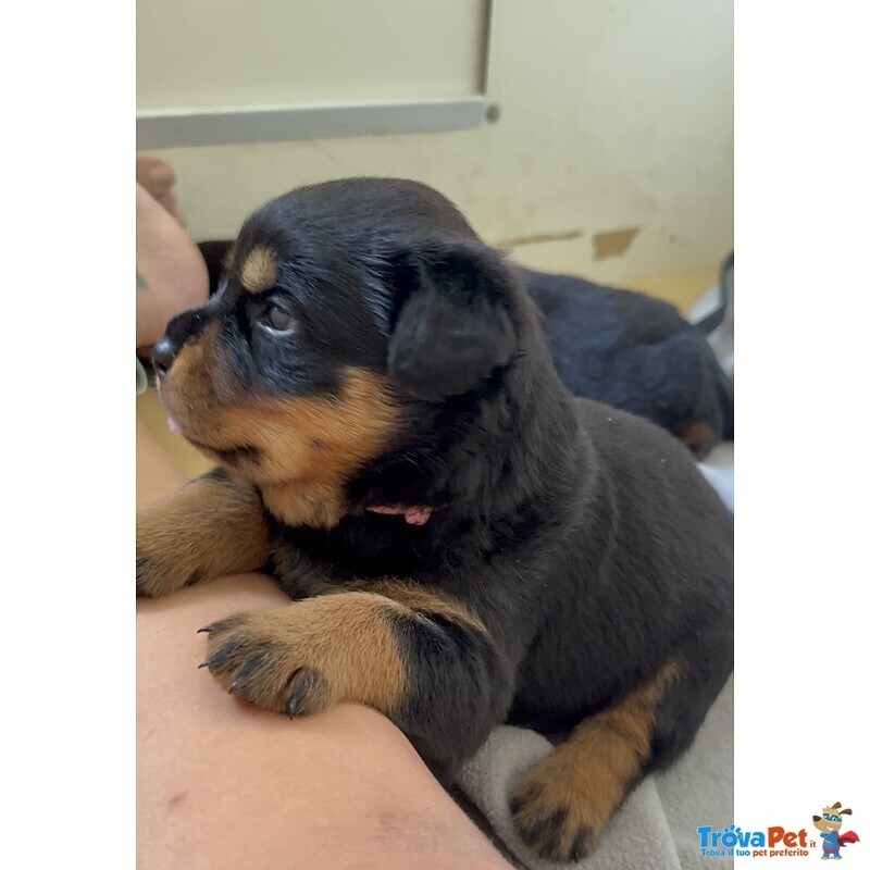 Cucciolo di Rottweiler con Pedigree: Guendalina – la Piccola Leader 🌸 - Foto n. 3