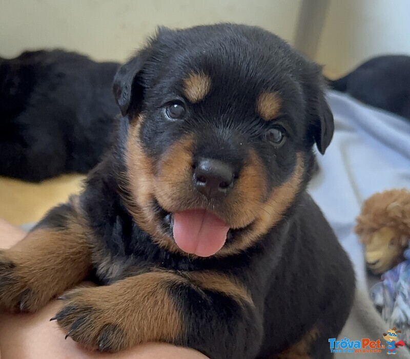 Cucciolo di Rottweiler con Pedigree: Guendalina – la Piccola Leader 🌸 - Foto n. 4