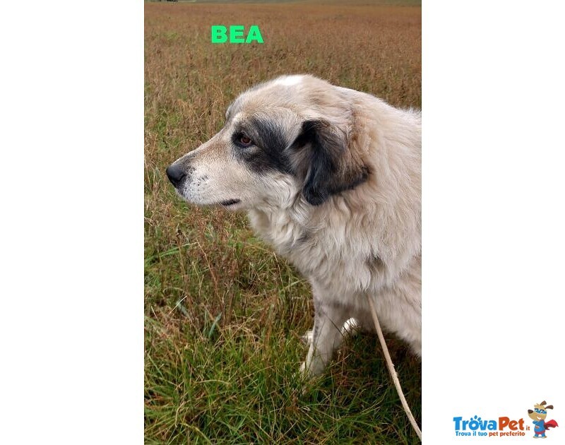 Bea Dolcissima e Mite - Foto n. 2