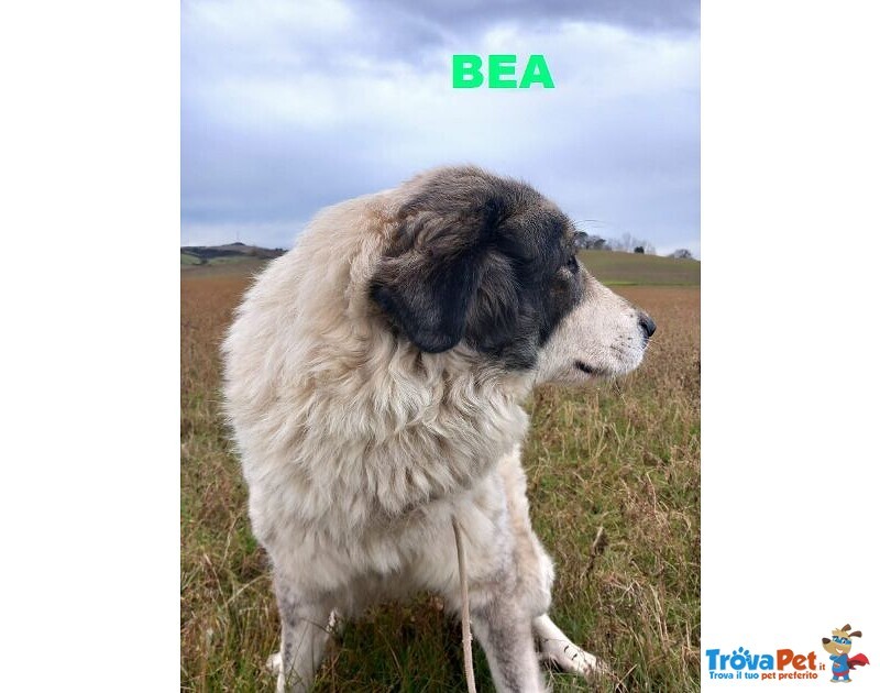 Bea Dolcissima e Mite - Foto n. 3
