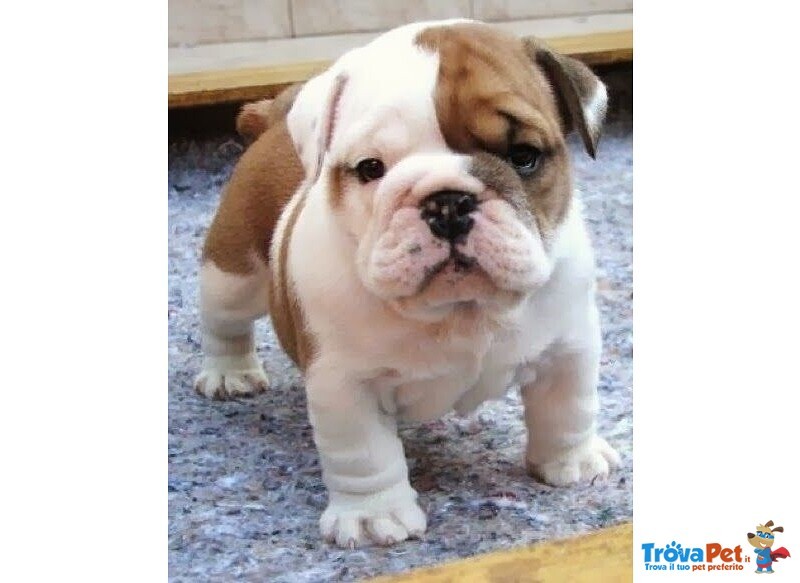 Bulldog Inglese Cuccioli - Pagamento Agevolato - Foto n. 1