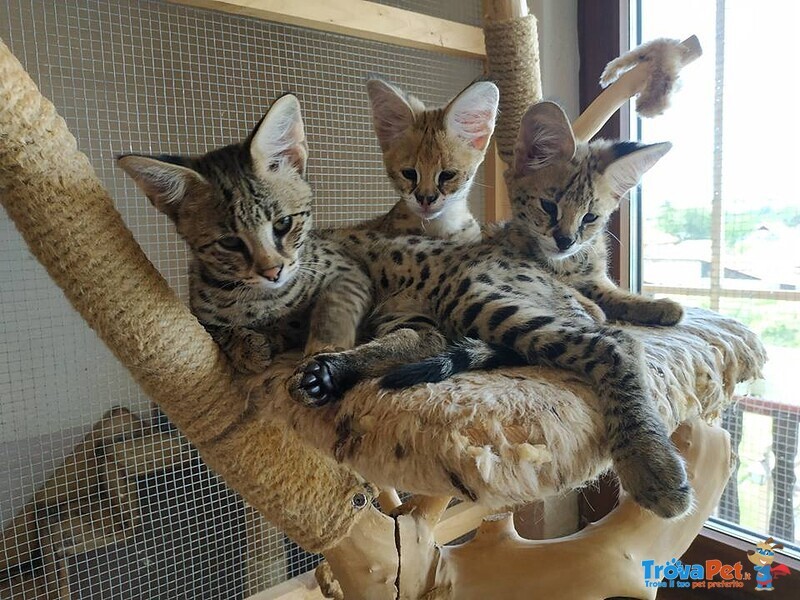 Magnifici Gattini Savannah F5 - Foto n. 2