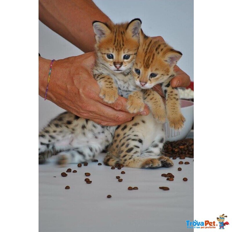 Magnifici Gattini Savannah F5 - Foto n. 4