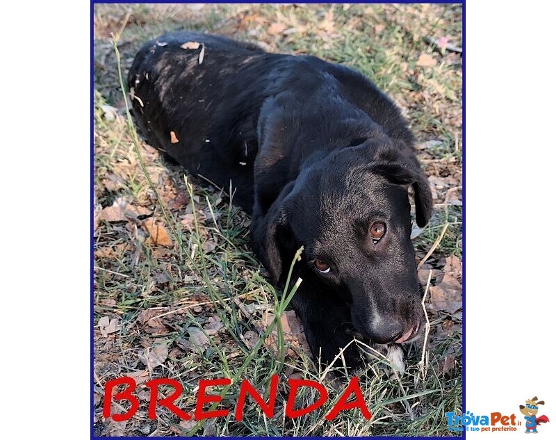 Brenda Cucciolotta Abbandonata Sotto il Sole - Foto n. 1
