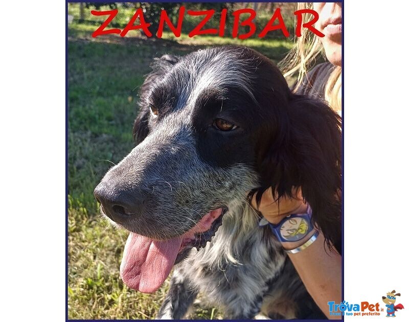 Zanzibar Giovane Setter! - Foto n. 7
