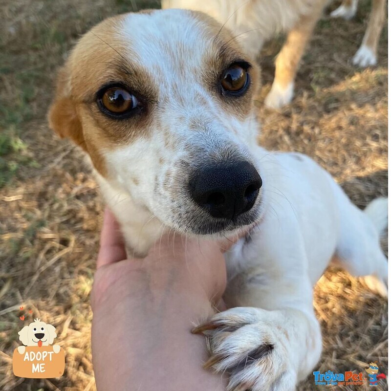 Masha Dolce Cagnolina Incrocio jack Russell Cerca casa - Taglia Piccola! - Foto n. 1