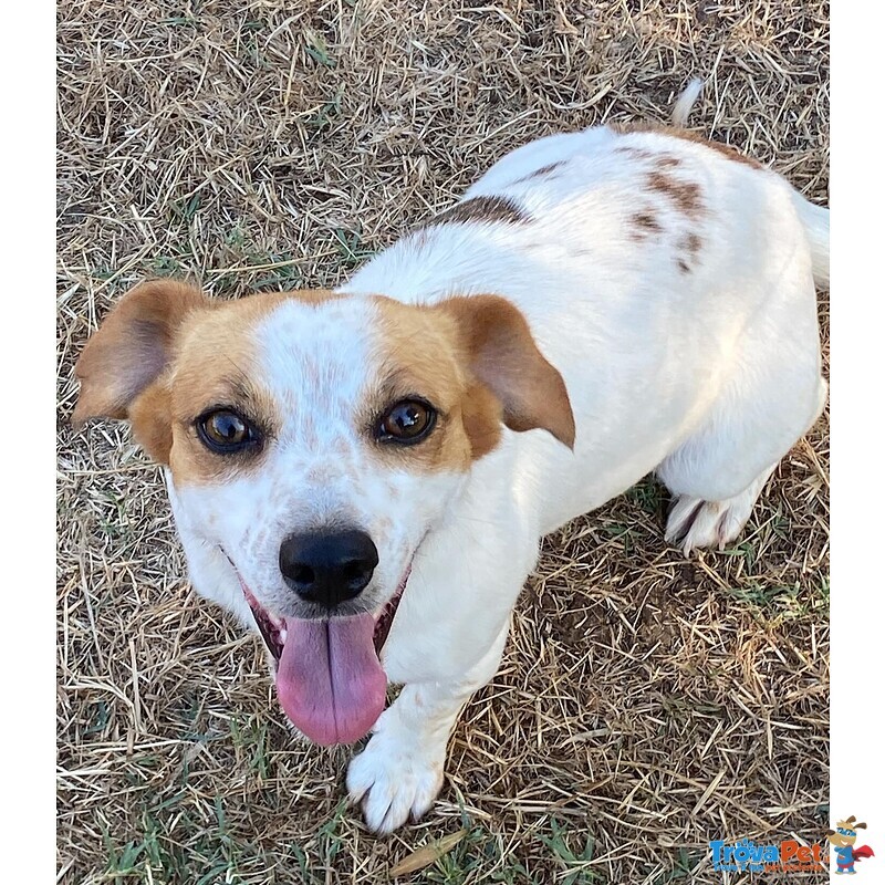 Masha Dolce Cagnolina Incrocio jack Russell Cerca casa - Taglia Piccola! - Foto n. 2
