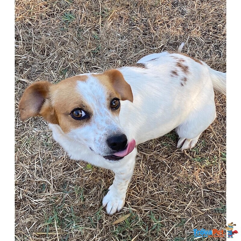 Masha Dolce Cagnolina Incrocio jack Russell Cerca casa - Taglia Piccola! - Foto n. 3