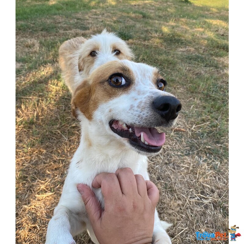 Masha Dolce Cagnolina Incrocio jack Russell Cerca casa - Taglia Piccola! - Foto n. 4