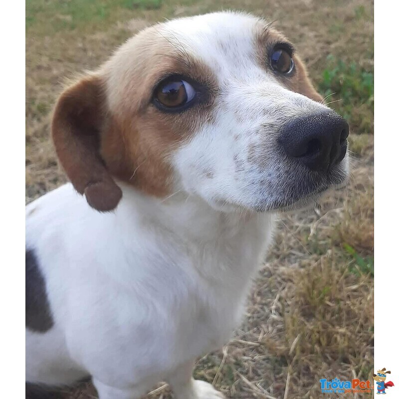 Masha Dolce Cagnolina Incrocio jack Russell Cerca casa - Taglia Piccola! - Foto n. 5
