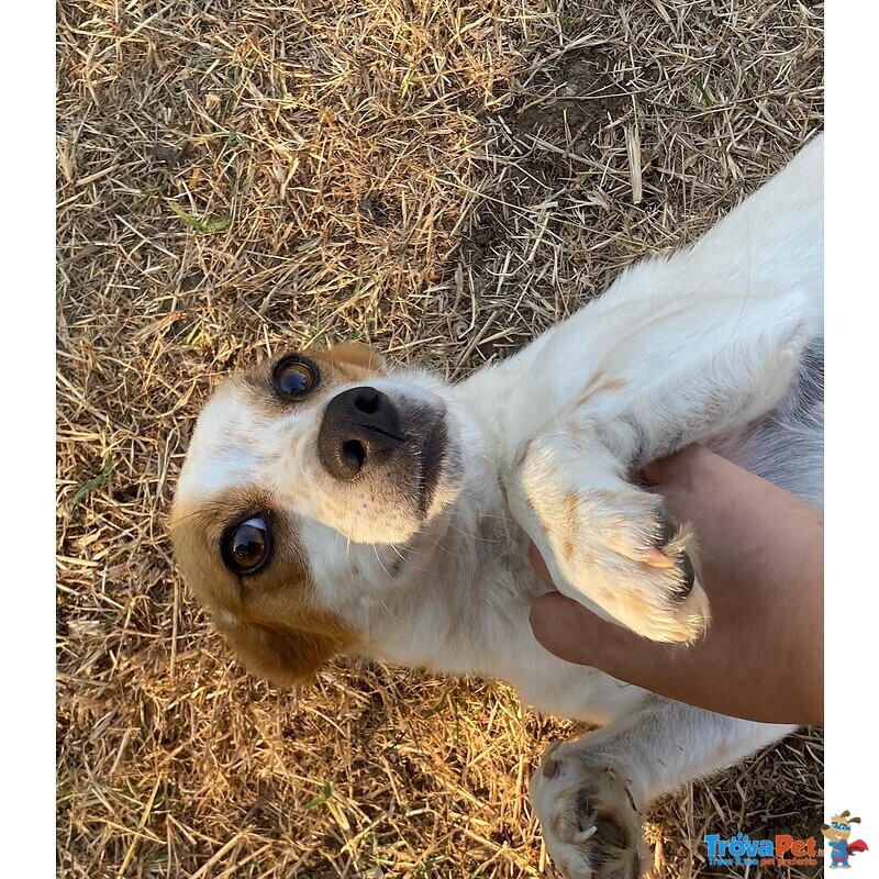 Masha Dolce Cagnolina Incrocio jack Russell Cerca casa - Taglia Piccola! - Foto n. 6
