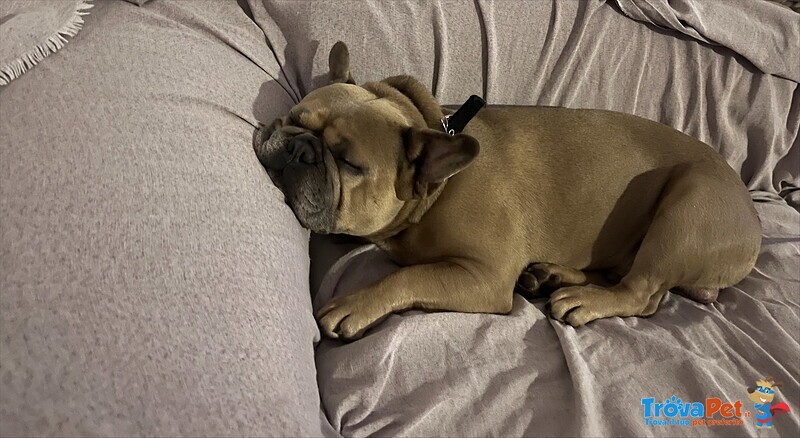 Bulldog Francese per Monta - Foto n. 2