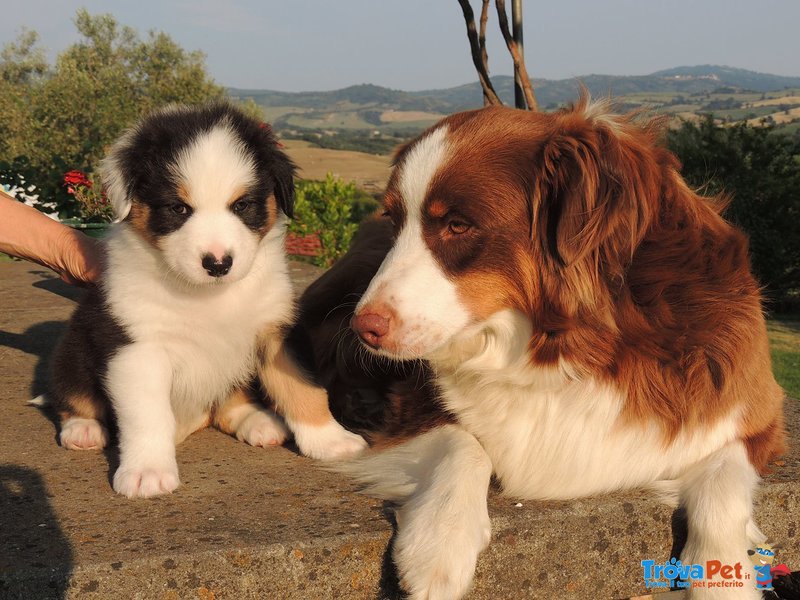 Cuccioli Pastore Australiano - Foto n. 1