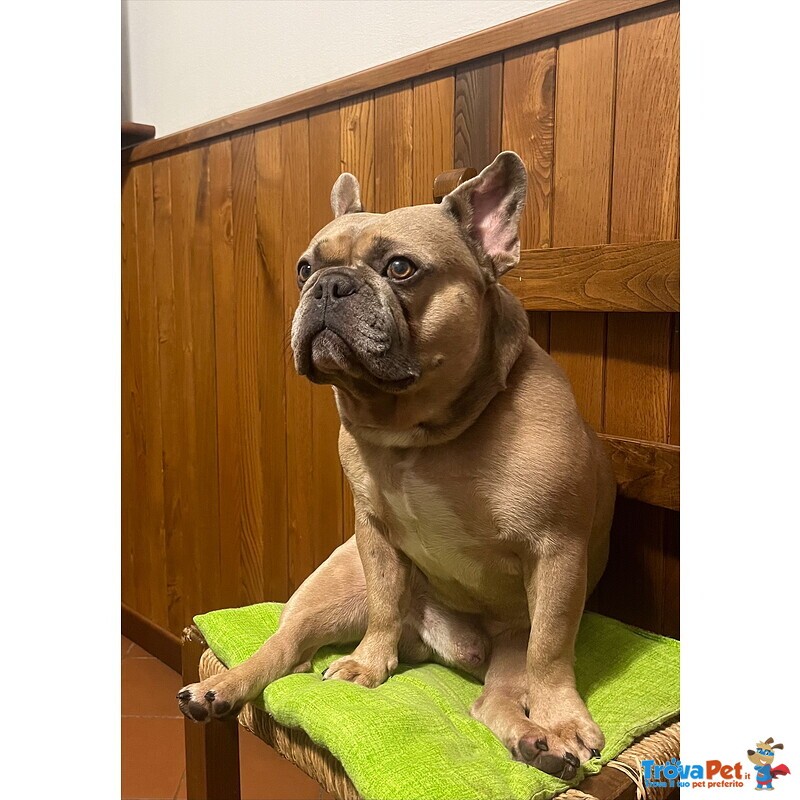 Bulldog Francese per Monta - Foto n. 3