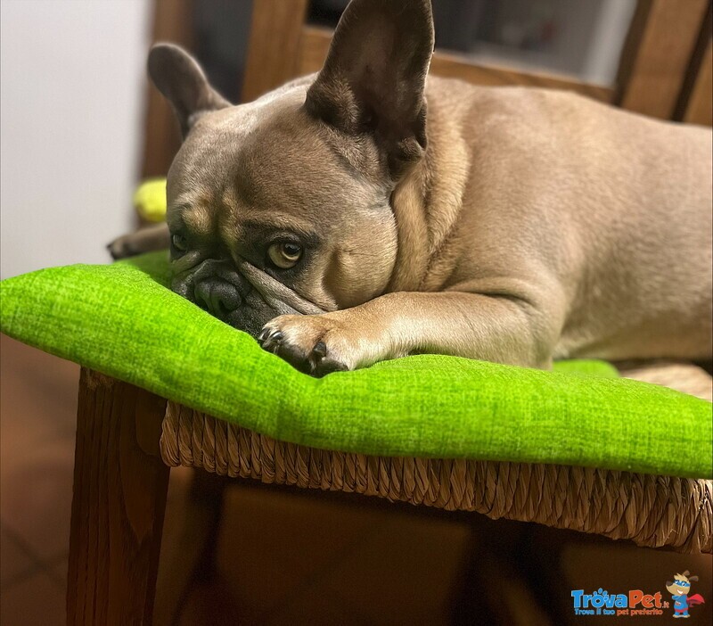 Bulldog Francese per Monta - Foto n. 1