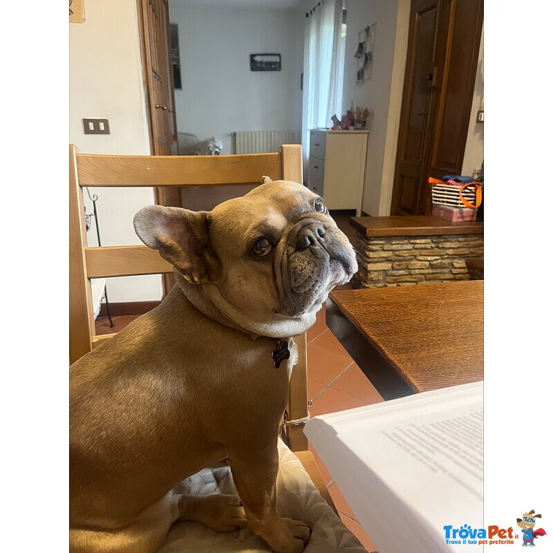 Bulldog Francese per Monta - Foto n. 4