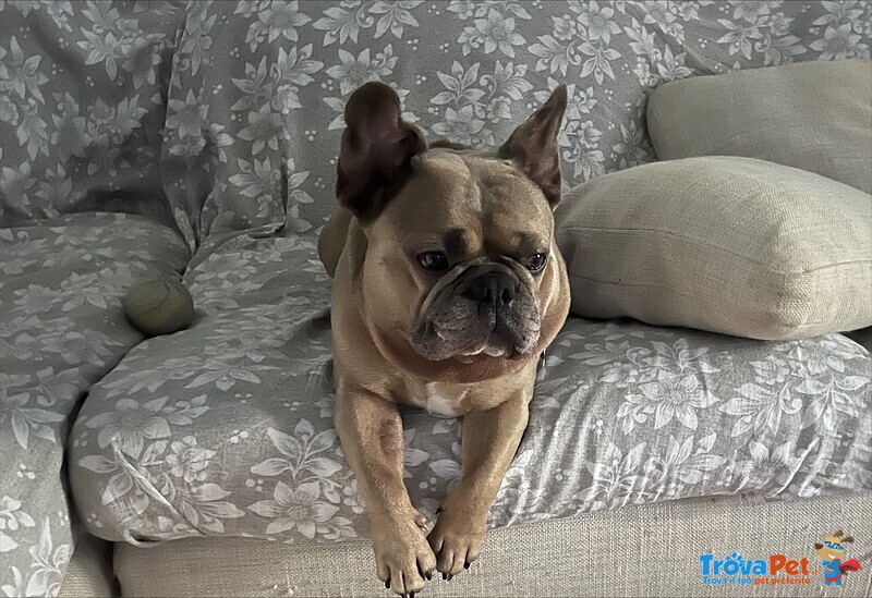 Bulldog Francese per Monta - Foto n. 5