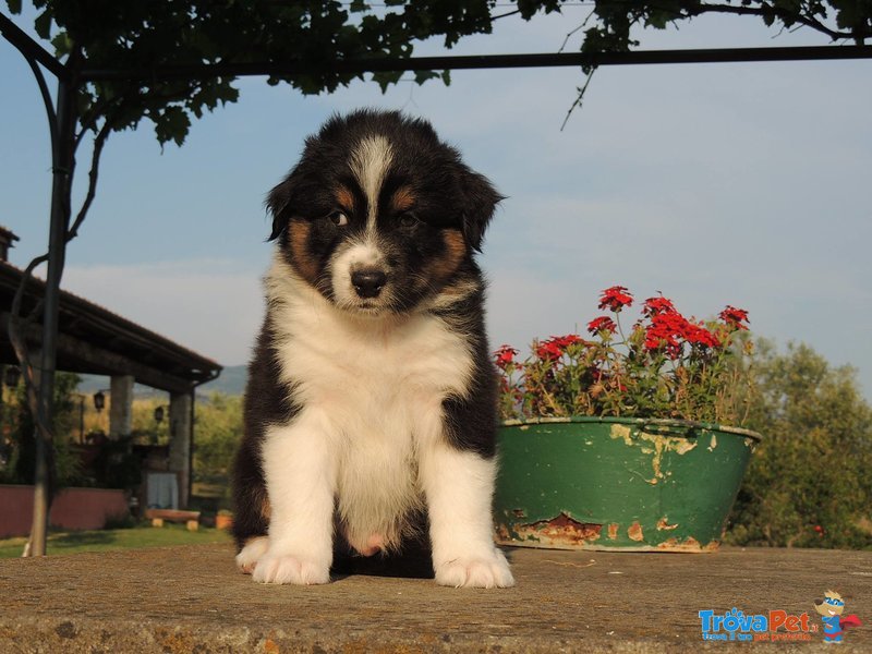 Cuccioli Pastore Australiano - Foto n. 4