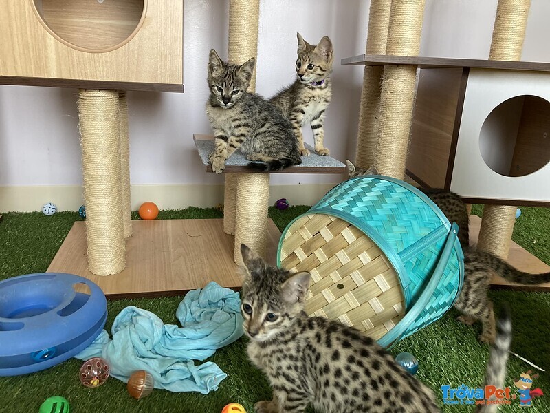 Magnifici Gattini Savannah F5 - Foto n. 1
