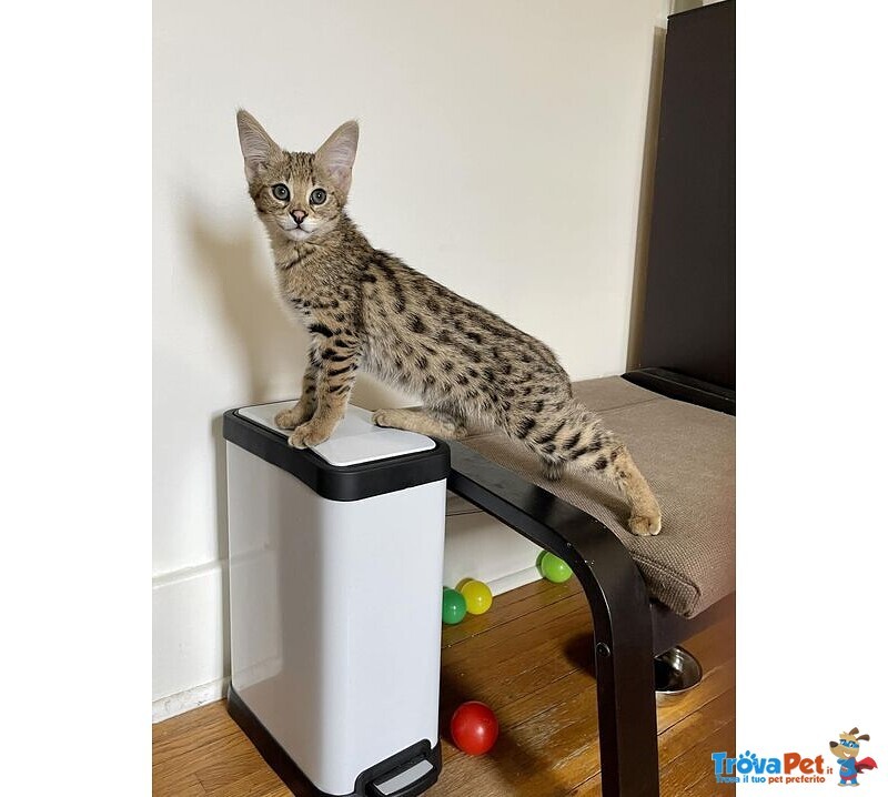 Magnifici Gattini Savannah F5 - Foto n. 2
