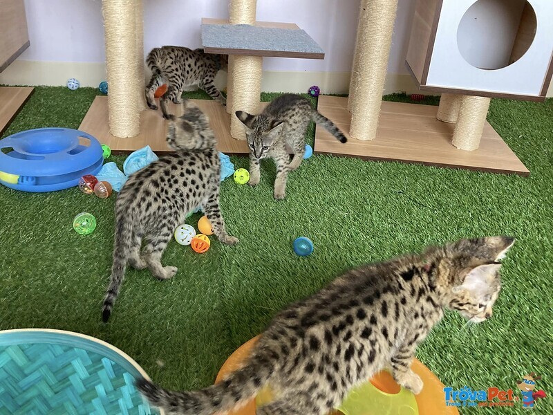 Magnifici Gattini Savannah F5 - Foto n. 4