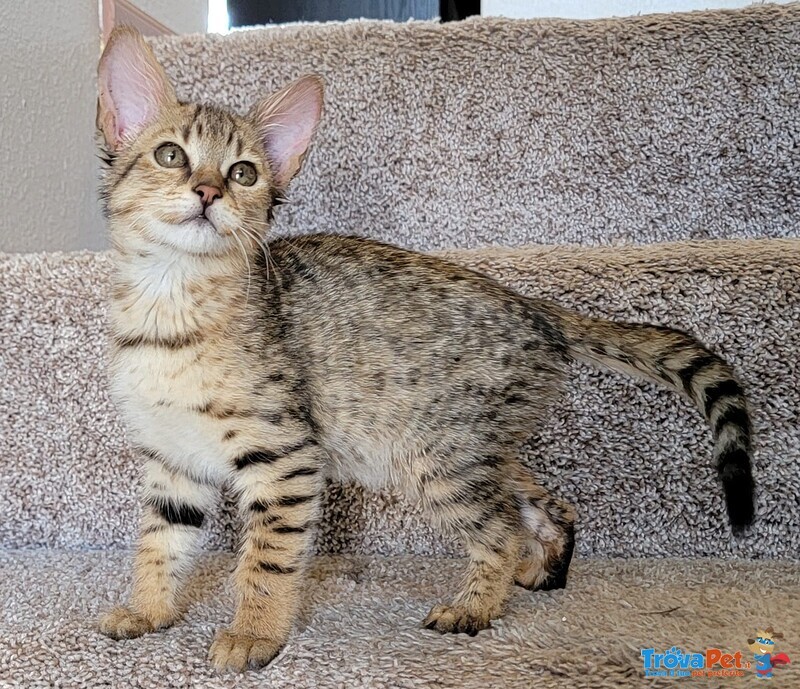 Magnifici Gattini Savannah F5 - Foto n. 5