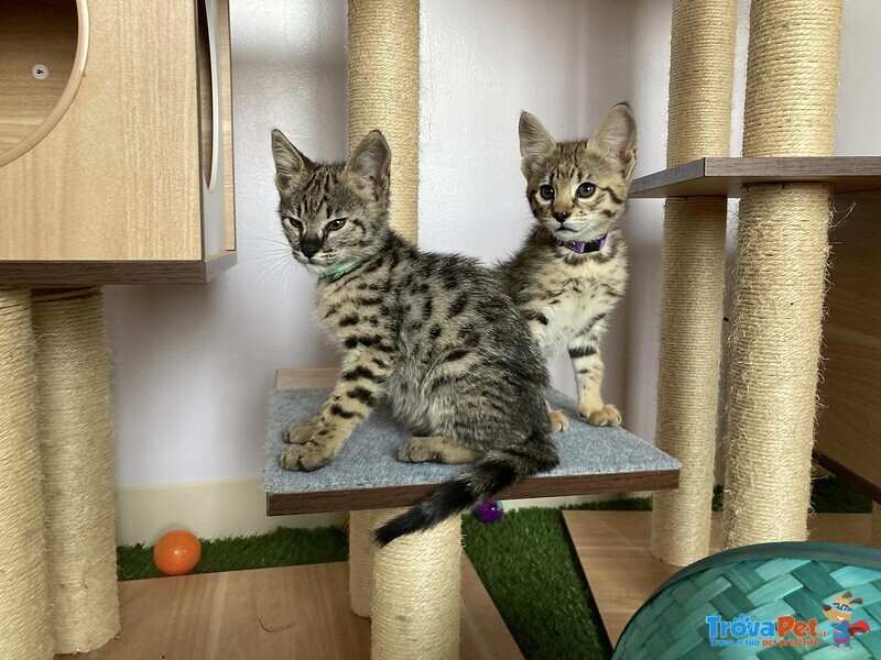 Magnifici Gattini Savannah F5 - Foto n. 7